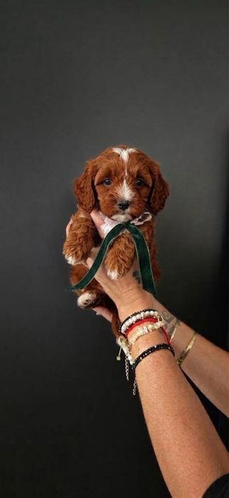 Cavapoo piesek ciemny red brown szkolenie wyprawka rodowód