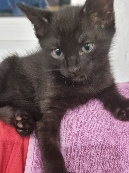 Кошеня, дівчина, чорного кольору Сіренький хлопчик Віддам. Безкоштовно