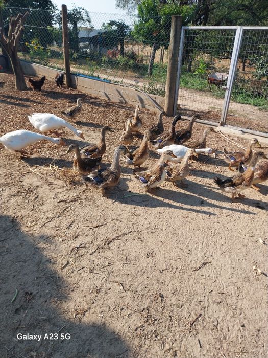 Vendo patos roen novos