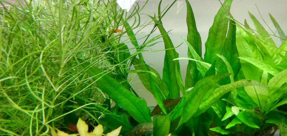 Roślina akwariowa żabienica amazonka