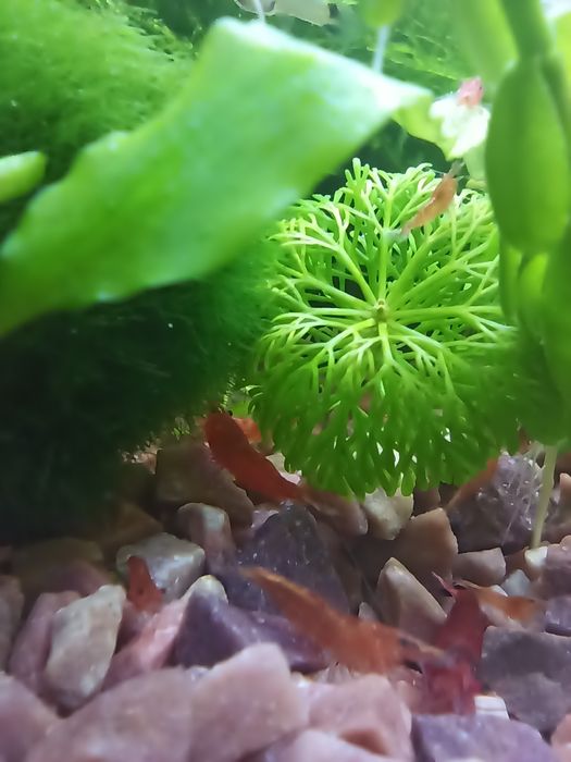 Креветки акваріумні власного розведення