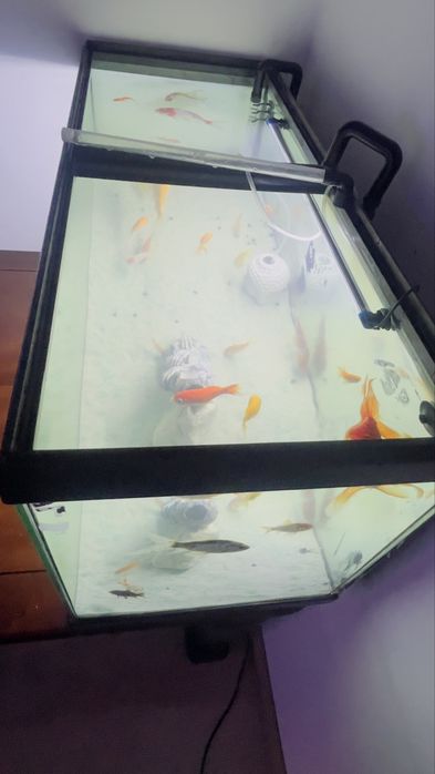 Vendo Aquario por flata de uso