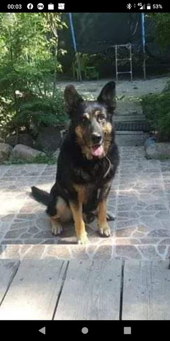 Zaginął w okolicach Wysokie-Bychawa