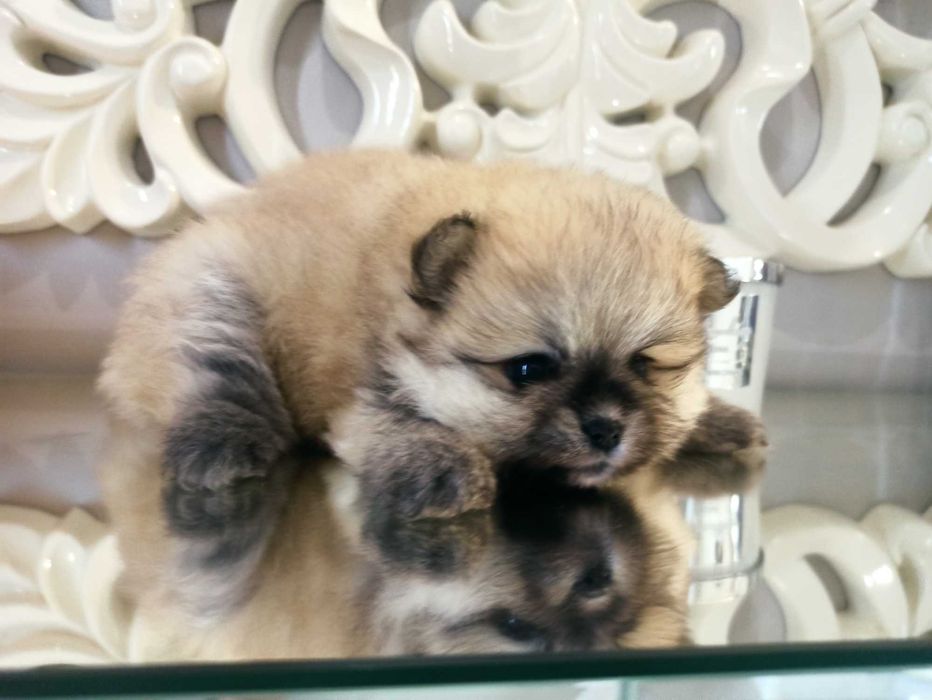 Szpic miniaturowy***pomeranian suczka