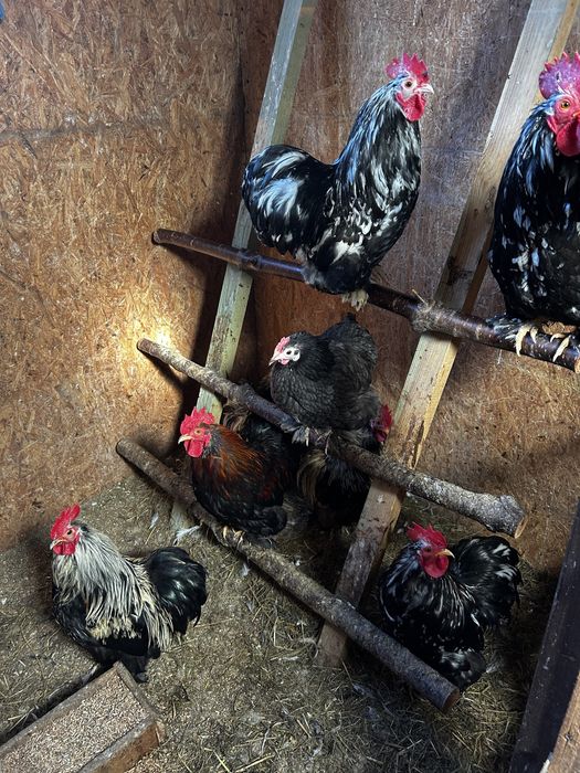 KOGUTY  Kochiny Miniaturowe