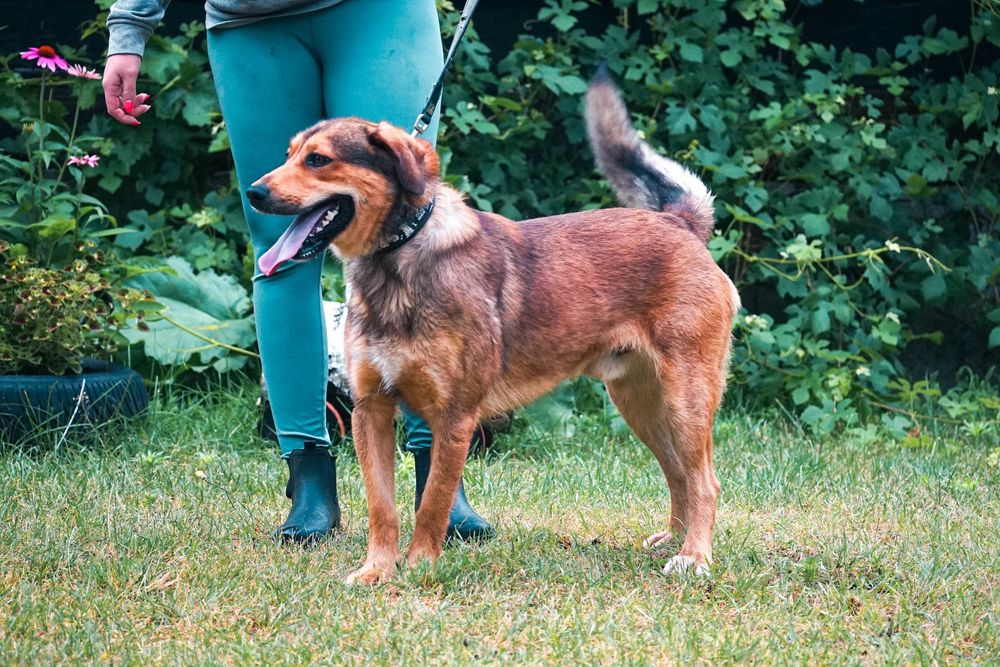 Impuls - młody, duży psiak prosi o dom