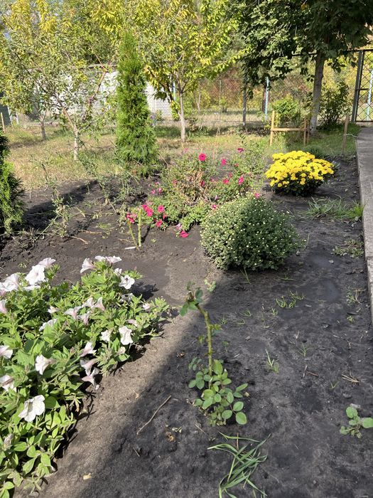 Продам дачу біля лісу