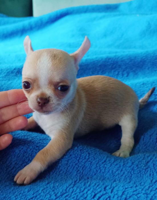Chihuahua suczka