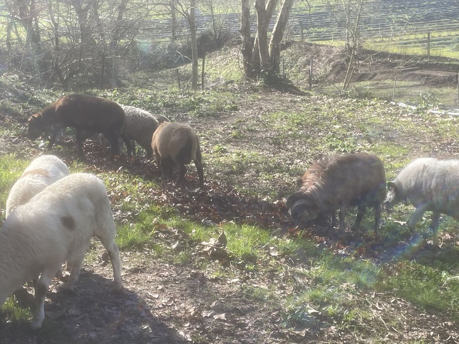 Ovelhas de raça pura