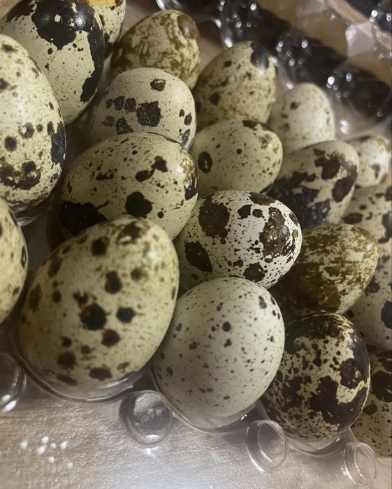 Продам перепелині харчові яйця