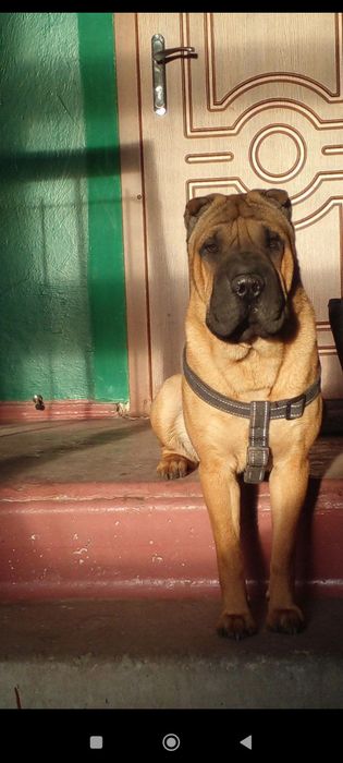 Активний кабель в пошуку нареченої