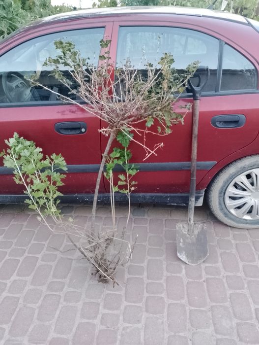 Agrest  na  pniu  zielony