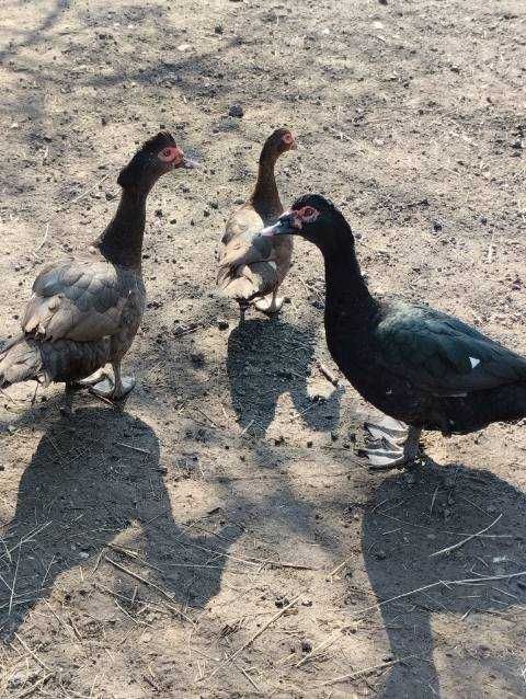 kaczki  piżmowe kolorowe