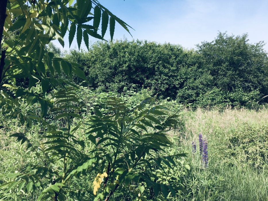 Земельна ділянка в Лісі 18сот. с.Вишнів, 10км.- Луцьк