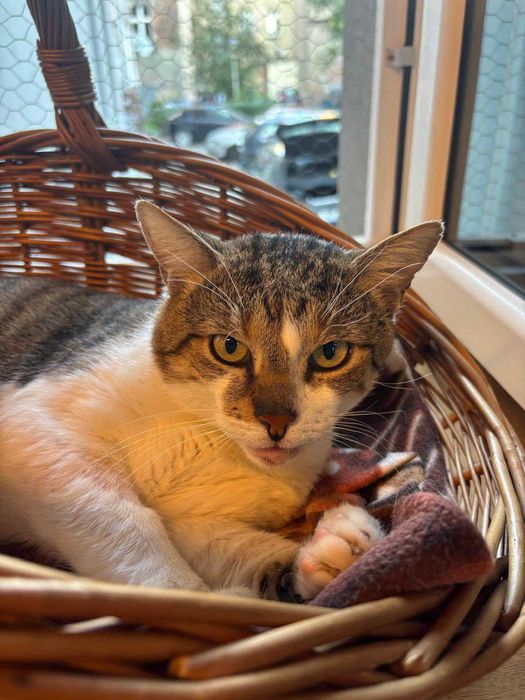 Kaprys - trochę humoru, trochę kota szuka domu