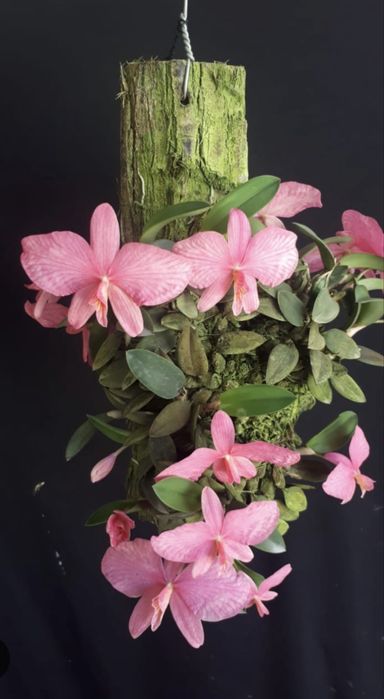 Мініатюрна орхідея Sophronitis wittigiana syn rosea