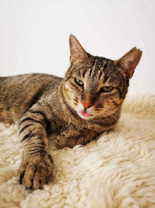 Setúbal / Margem Sul / Lisboa — PIPPO, gatinho para adoção