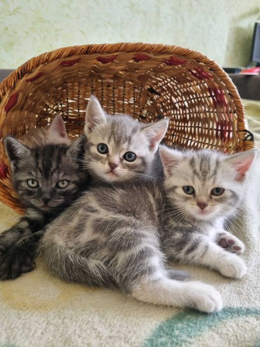 Шотландские котята ( скотиш -страйт)