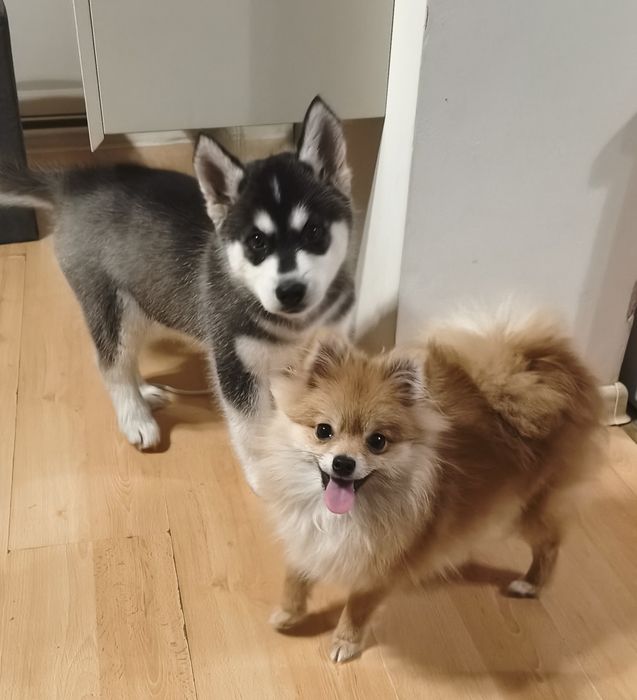 Милі цікаві ! Померанський шпіц