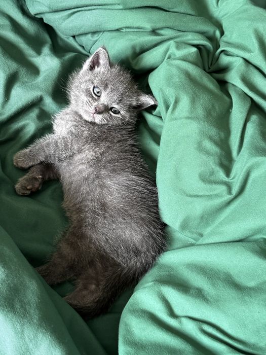 Кошенята шукають люблячу родину