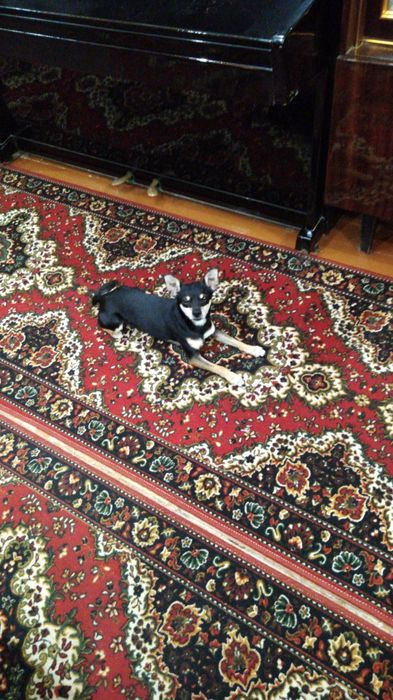 вязка животных той терьер