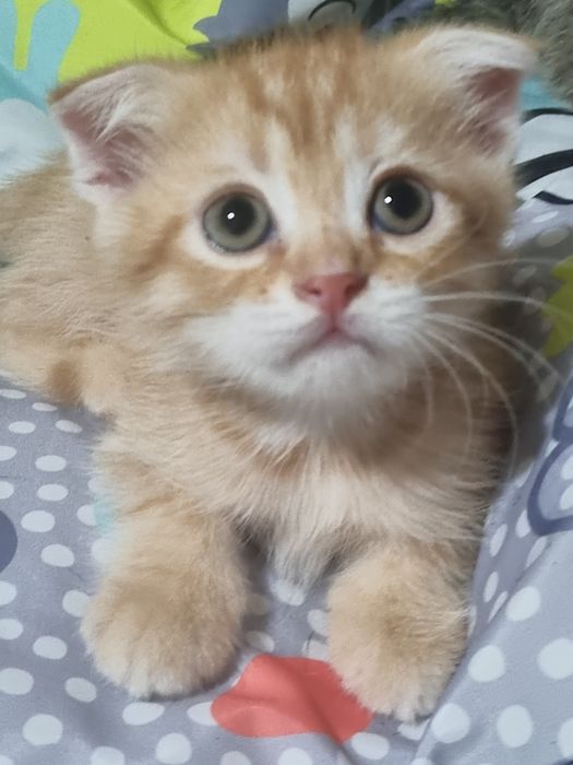 Вислоушки и прямоушка шотландские котята!
