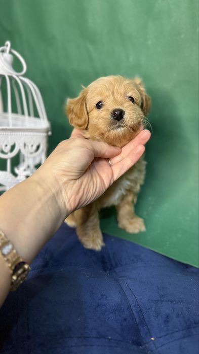 Дівчинка кризітка мальтіпушка