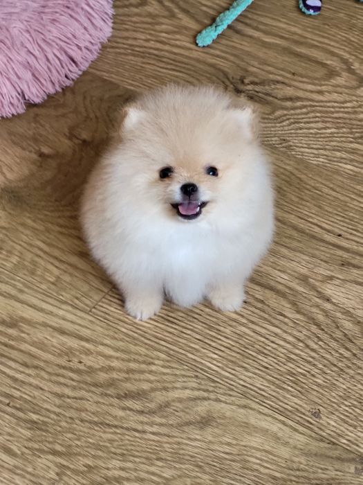 Szpic miniaturowy pomeranian