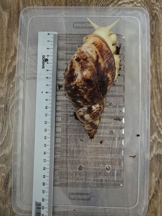 Ślimak afrykański reticulata