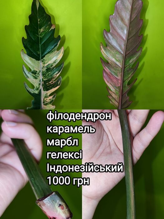 Філодендрон карамель марбл гелексі Індонезійський, фікус шріверіана муншайн, аглаонема лемон мінт, філ медуза/бурле маркс