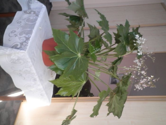 Sprzedam kwiat doniczkowy pokojowy