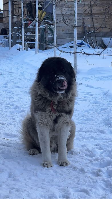 Цуценята хлопчики Кавказької Вівчарки