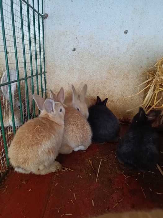 Coelhos várias cores e várias idades