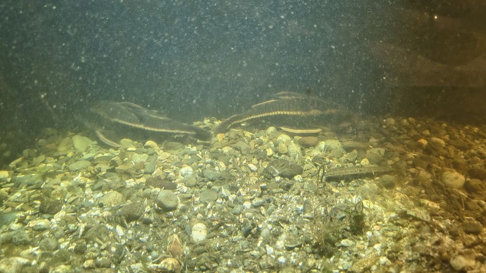 Sum liniowy  2 sztuki oddam w dobre ręce