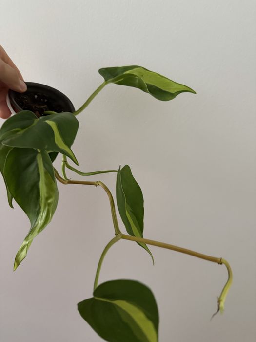 Epidendrum Floribundum425382109480888324
