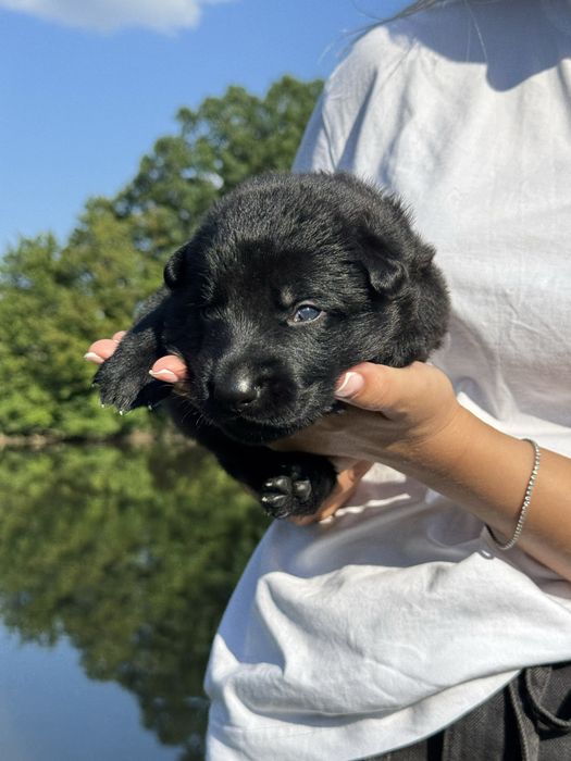 Німецька вівчарка