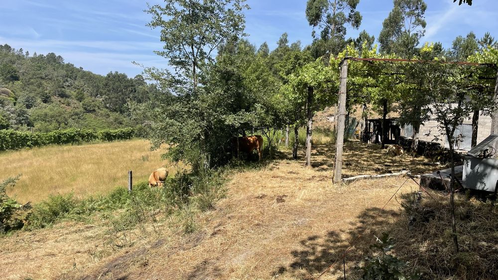 Oprtunidade- Quinta com casa rustica para restauro