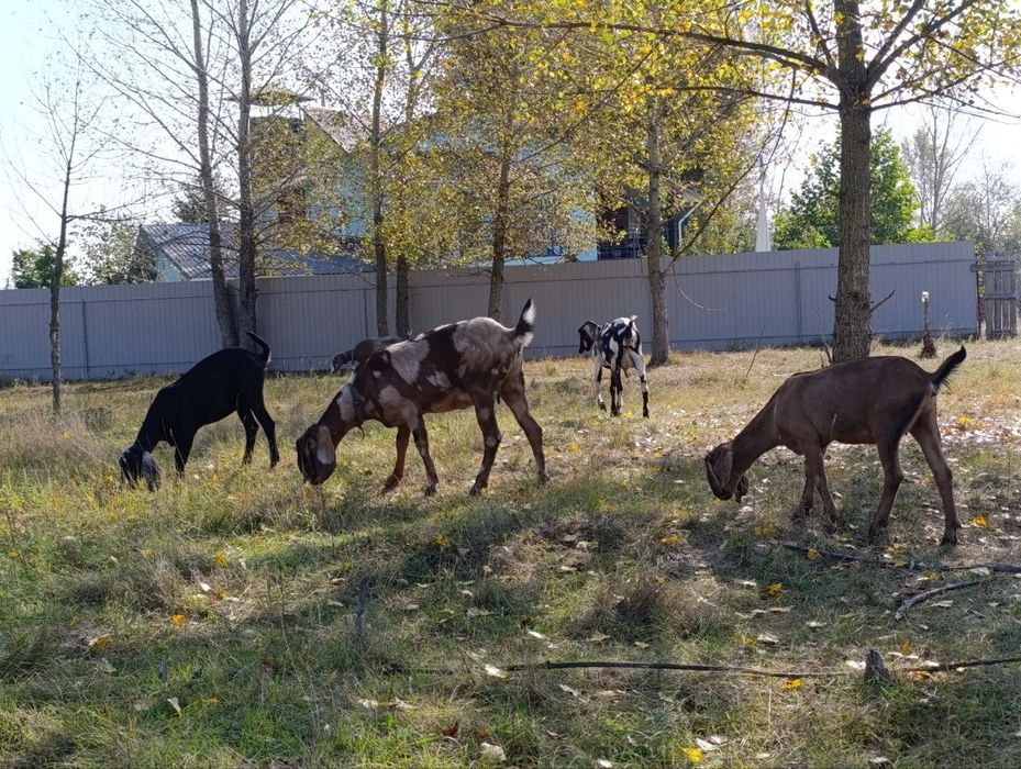100% англо-нубійські кози