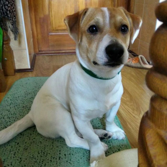 Вязка джек Рассел терьер Оринин, Камʼянець-Подільський район