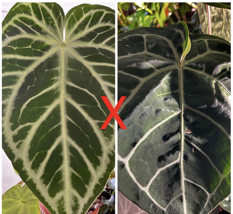 Anthurium Karma Crystal Super Silver x Michelle