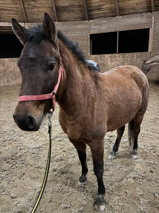 Klacz huculska doplatowa