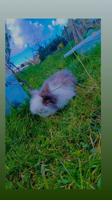 Pet hotel cuido do seu animal