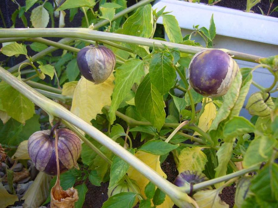 20 sementes de Physalis ixocarpa - Tomatilho Roxo