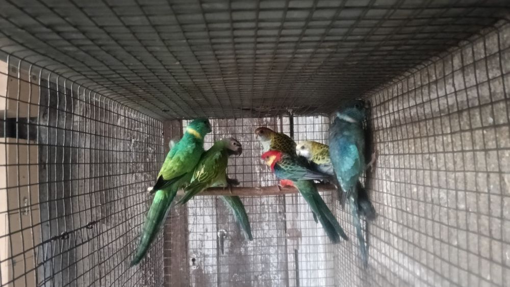 Aves em excelente estado