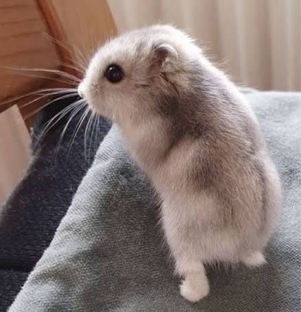 Джунгарики продаю