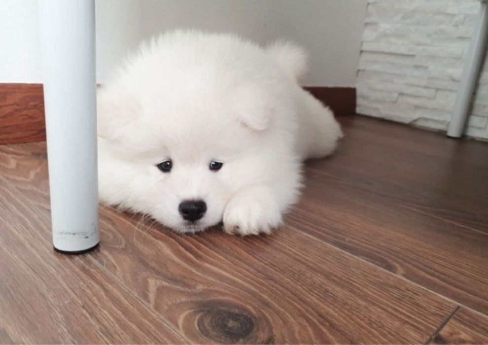 Samoyed suczka już do odbioru