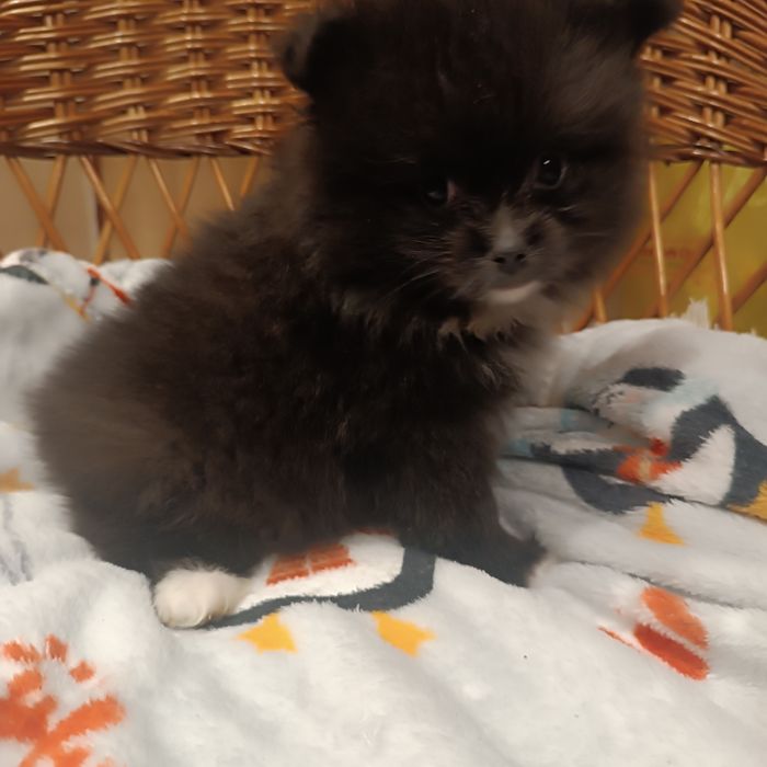 Szpic miniaturowy - suczka