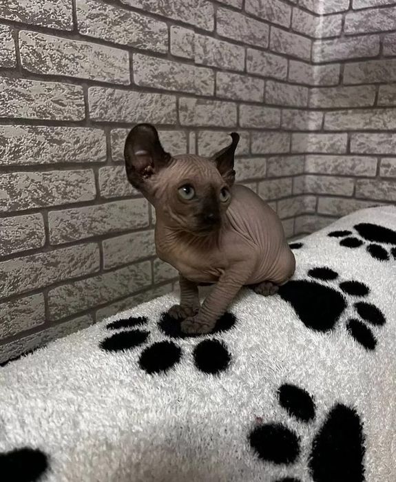 Канадский сфинкс котята