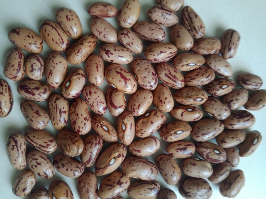 Продам лімську квасолю,кузову,витку