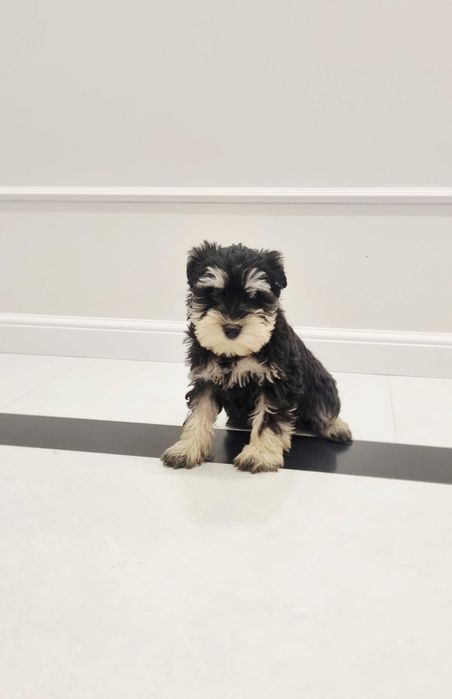 Sznaucer miniaturowy czarno-srebrny piesek